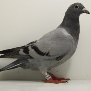 25-1573334 Vaderskant Goed Grijs Moeders kant Wobke en Seal