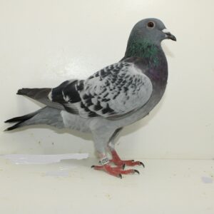 25-1573327 Doffer Vaderskant new Vito uit Piet vd Merwe Moederskant Bustraan X Marsman