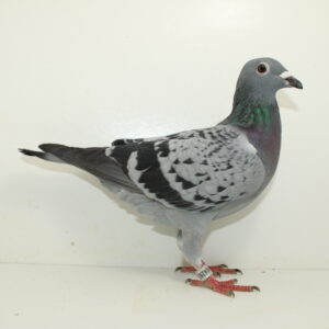 25-4263220 Duivin Vaderkant new Vito uit Piet vd Merwe Moederkant Bustraan X Marsman