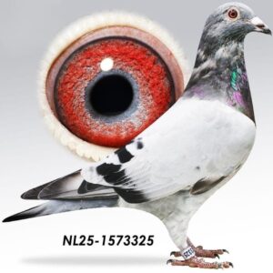 25-1573325 G & H Calis X van der Linde X Bustraan waarschijnlijk doffer