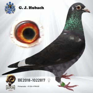 BE18-1022817 Duivin zwart witpen rechtstreeks Jos Thoné inteelt Thriller zoon sashi vliegt 1 NAT la souterraine