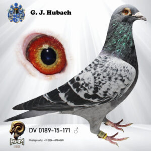 DV 0189-15-171 Doffer geschelpt Rechtstreeks R&H DE Saer. Bij deze doffer krijgt u er een jong gratis bij in overleg met Gert