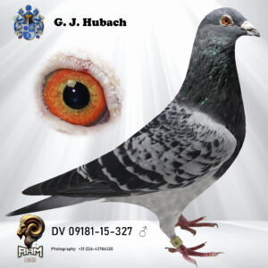 DV 09181-15-327 Doffer geschelpt A&R de Saer uit de lijnen van G, Vandenabeele duiven Bij deze doffer krijg u een jong erbij