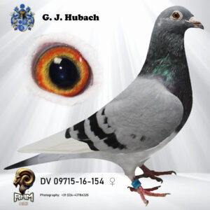 DV-09715-16-154 Duivin 100% G, Vandenabeele vanderskant Bliksem x inteeld jonge Bliksem Moederskant  Rudy x Bliksem