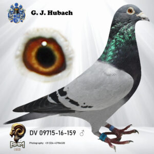 DV-09715-16-159 Doffer 100% G Vandenabeele Vaderskant Wolfgang  Bliksem  Moederskant Timmy zoon van Falco x Steffy