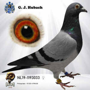 NL19-1193033 Duivin Rechtstreeks  Ging Clicque Vaderskant Prince Rudy  Moederskant  Golden Princes  Blue Prince Lovely Princess