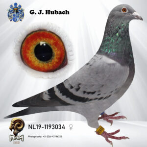 NL19-1193034 Duivin Rechtstreeks  Ging Clicque Vaderskant Prince Rudy  Moederskant  Golden Princes  Blue Prince Lovely Princess