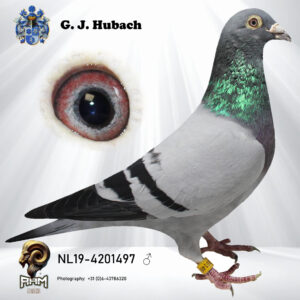 NL19-4201497 Doffer blauw vaderskant G, vandenabeele moeder vliegt 12 Clemont 459d en 11 Blois 5334d