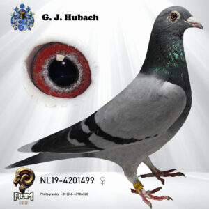 NL19-4201499 Duivin blauw zowel vader als moederskant veel uit de lijnen G vandenabeele