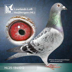 NL2025-1341012  Schalie    Doffer Een kleinzoon van de Grand Prix Rond Parijs winnaar. Uit dit koppel al goede prestatie duiven gekweekt oa: 1/218,1/185,1/279,2/87,2/112 etc