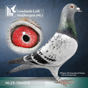 NL2025-1341013   Kras Doffer Prachtige doffer uit de lijnen van 2 toppers namelijk Biesmans Pigeons en Paul Couwenberg Top duifje