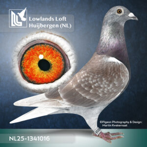 NL2025-1341016   Rood     Doffer Hier een Kleinzoon van De IJSKOP van Marlon Kok In deze duif zitten de fondlijnen van. Marlon Kok ,Mario de Vogel en E v Bruggen Top lijnen!!!!!