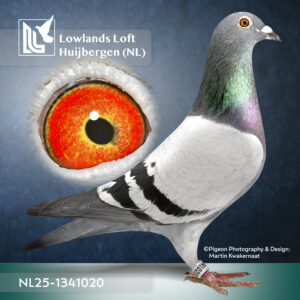 NL2025-1341020   Blauw     (vermoedelijk)  Doffer Deze duif komt uit pure prestatie lijnen