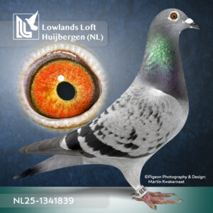 NL2025-1341839   Kras  (vermoedelijk)  Duivin Deze duif komt uit de fond lijnen van Benno Kastelijn Goede overnacht lijnen.