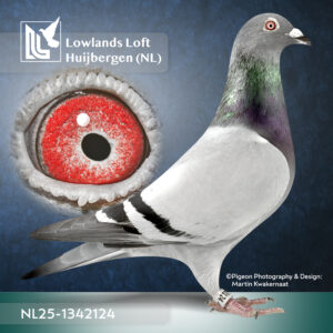 NL2025-1342124 Blauw Doffer Zuiver Heremans Hier een zoon van Britisch 5 deze duivin is moeder van 12x1e en andere kopprijzen De Vader was 7e Duifkampioen Vitesse Afd 10 Unieke kans